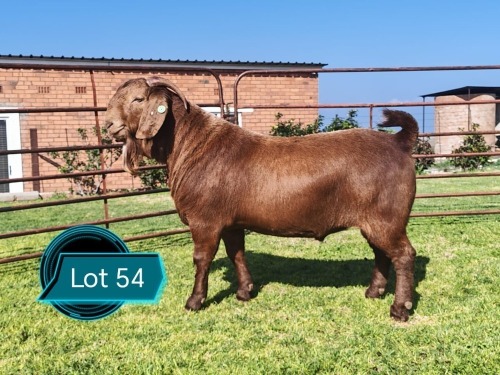 1 X KALAHARI RED FLOCK ON TEAT BUCK Lukas Burger