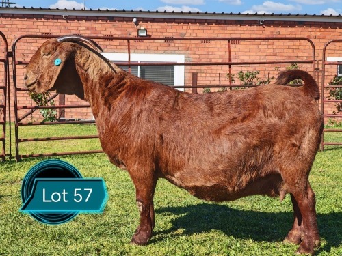 1 X KALAHARI RED STUD DOE Lukas Burger