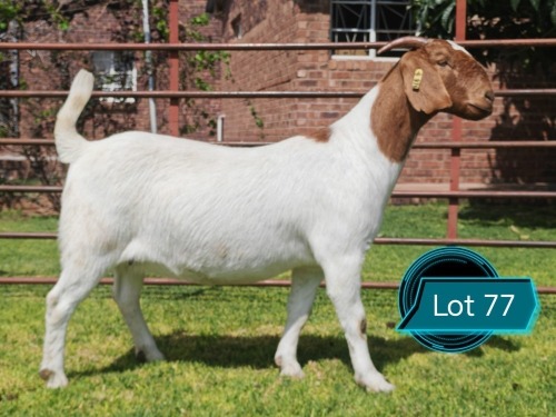 1 X BOER GOAT STUD DOE Lukas Burger
