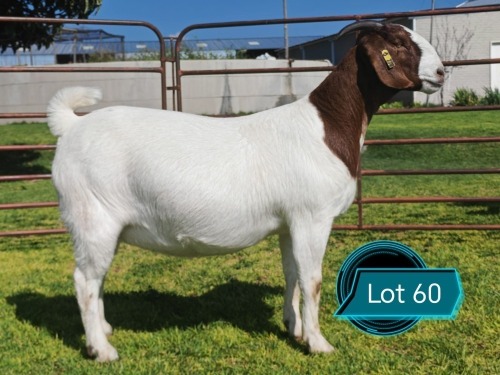 1 X BOER GOAT STUD DOE Lukas Burger
