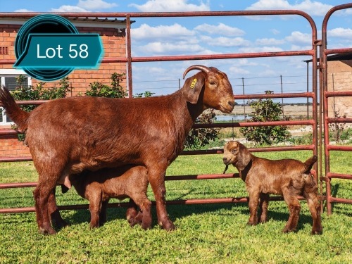1 X KALAHARI RED STUD DOE Lukas Burger