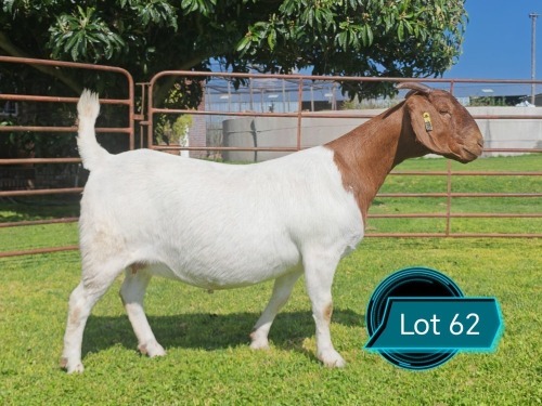 1 X BOER GOAT STUD DOE Lukas Burger