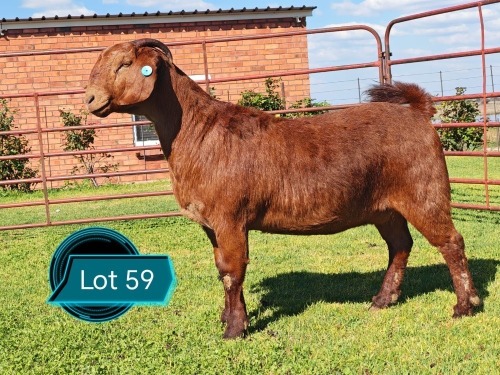 1 X KALAHARI RED STUD DOE Lukas Burger