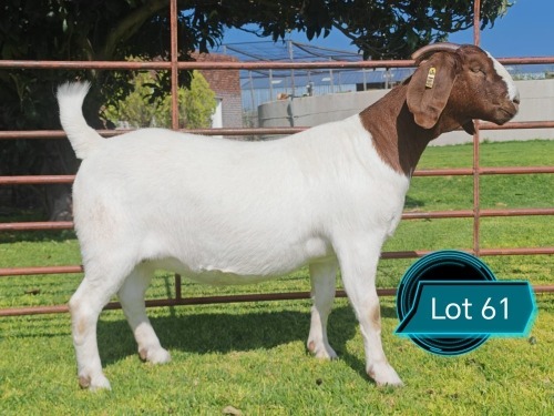 1 X BOER GOAT STUD DOE Lukas Burger