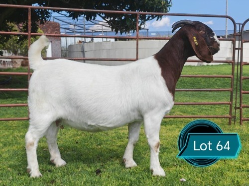 1 X BOER GOAT STUD DOE Lukas Burger