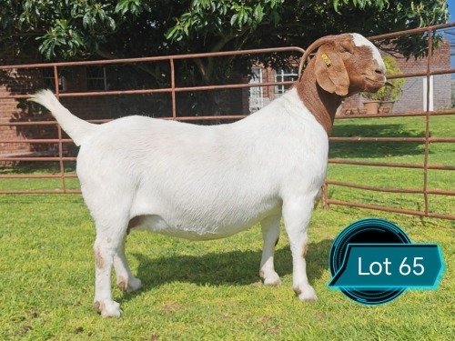 1 X BOER GOAT FLOCK DOE Lukas Burger