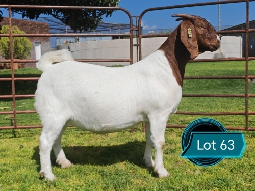 1 X BOER GOAT STUD DOE Lukas Burger