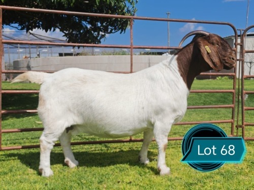 1 X BOER GOAT STUD DOE Lukas Burger
