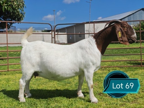 1 X BOER GOAT STUD DOE Lukas Burger