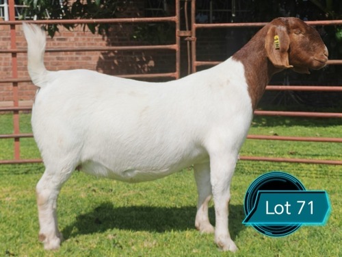 1 X BOER GOAT FLOCK ON COLOUR DOE Lukas Burger