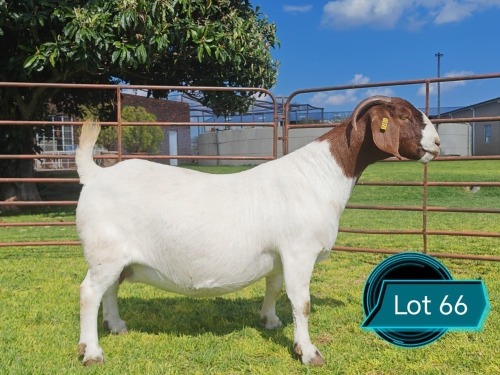 1 X BOER GOAT STUD DOE Lukas Burger