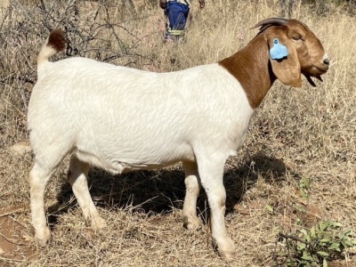 1 X BOERBOK OOI/EWE G.E.H BOERBOKSTOET - KUDDE/FLOCK