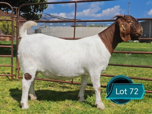 1 X BOER GOAT FLOCK ON COLOUR DOE Lukas Burger