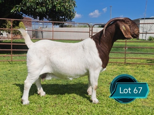 1 X BOER GOAT STUD DOE Lukas Burger