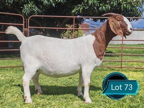 1 X BOER GOAT STUD DOE Lukas Burger