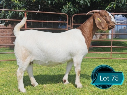 1 X BOER GOAT STUD DOE Lukas Burger