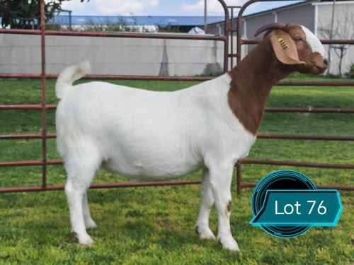 1 X BOER GOAT STUD DOE Lukas Burger