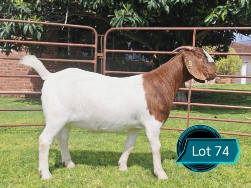 1 X BOER GOAT STUD DOE Lukas Burger