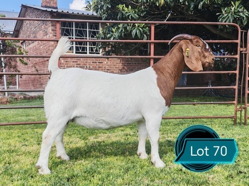 1 X BOER GOAT STUD DOE Lukas Burger