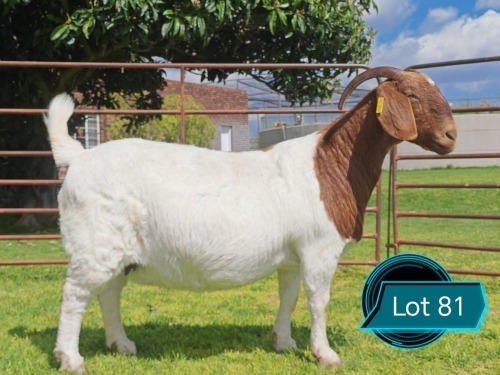 1 X BOER GOAT STUD DOE Lukas Burger