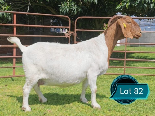 1 X BOER GOAT STUD DOE Lukas Burger