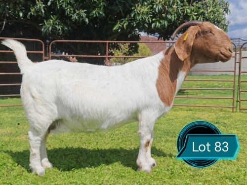 1 X BOER GOAT STUD DOE Lukas Burger