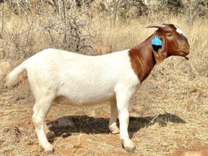 1 X BOERBOK OOI/EWE G.E.H BOERBOKSTOET KUDDE/FLOCK