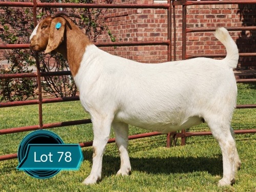 1 X BOER GOAT STUD DOE Lukas Burger