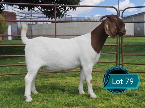 1 X BOER GOAT FLOCK ON TEAT DOE Lukas Burger