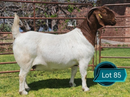 1 X BOER GOAT FLOCK ON COLOUR DOE Lukas Burger
