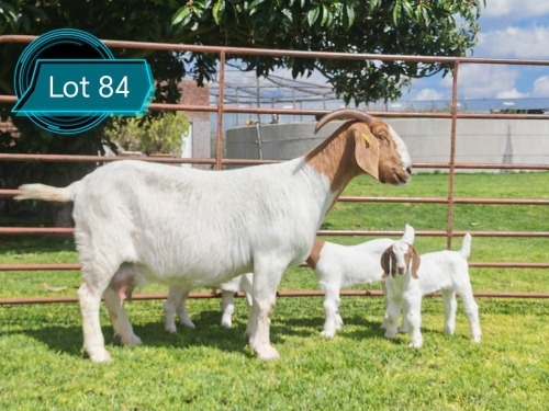 1 X BOER GOAT STUD DOE Lukas Burger