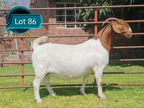 1 X BOER GOAT FLOCK ON COLOUR DOE Lukas Burger