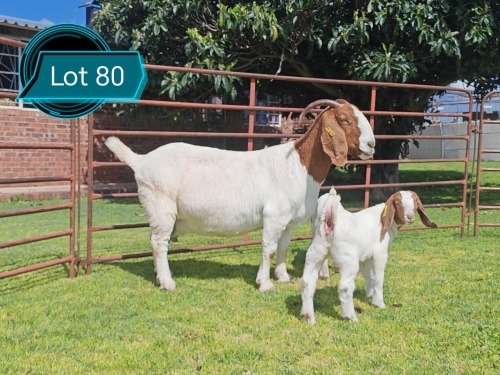 1 X BOER GOAT STUD DOE Lukas Burger