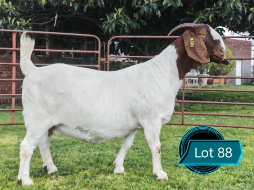 1 X BOER GOAT STUD DOE Lukas Burger