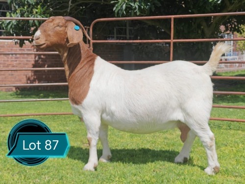 1 X BOER GOAT STUD DOE Lukas Burger