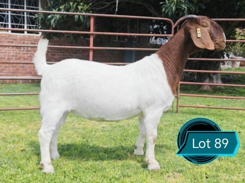 1 X BOER GOAT STUD DOE Lukas Burger