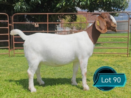 1 X BOER GOAT FLOCK ON TEAT DOE Lukas Burger
