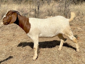 1 X BOERBOK OOI/EWE G.E.H BOERBOKSTOET - KUDDE/SPEEN