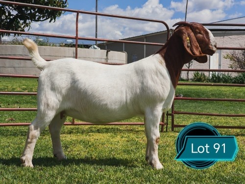 1 X BOER GOAT STUD DOE Lukas Burger