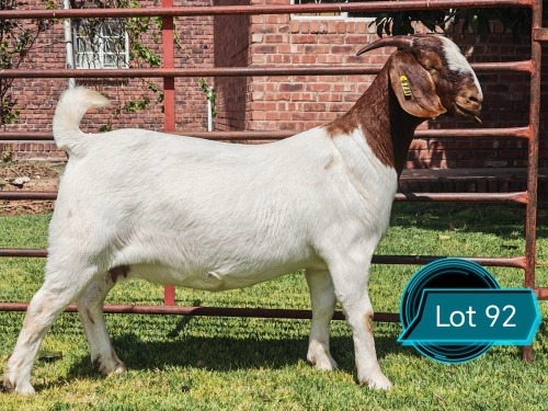 1 X BOER GOAT STUD DOE Lukas Burger