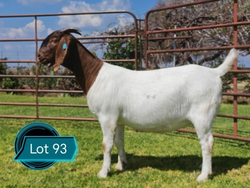 1 X BOER GOAT STUD DOE Lukas Burger