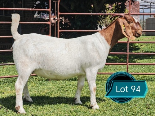 1 X BOER GOAT STUD DOE Lukas Burger