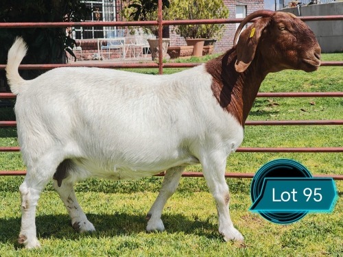 1 X BOER GOAT STUD DOE Lukas Burger