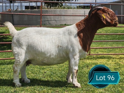 1 X BOER GOAT STUD DOE Lukas Burger