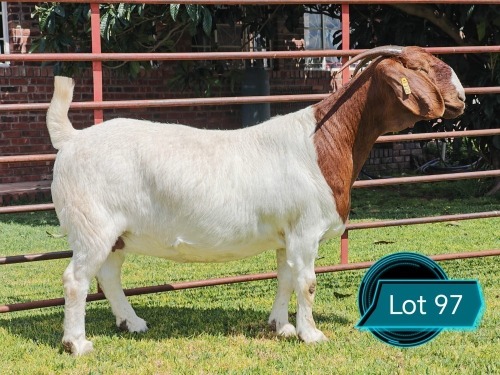 1 X BOER GOAT STUD DOE Lukas Burger