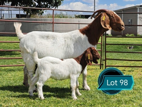 1 X BOER GOAT STUD DOE Lukas Burger