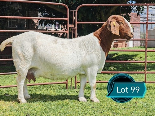 1 X BOER GOAT FLOCK ON TEAT DOE Lukas Burger