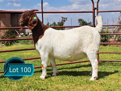 1 X BOER GOAT FLOCK ON TEAT DOE Lukas Burger