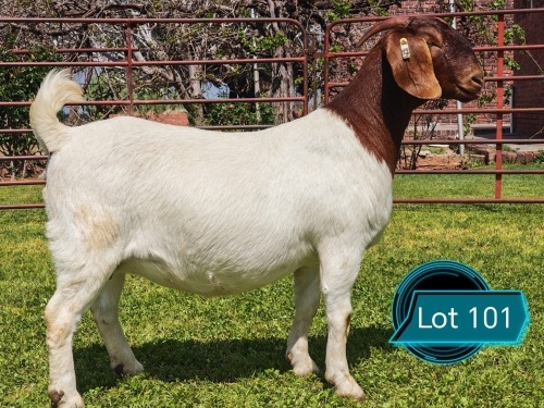 1 X BOER GOAT FLOCK ON TEAT DOE Lukas Burger