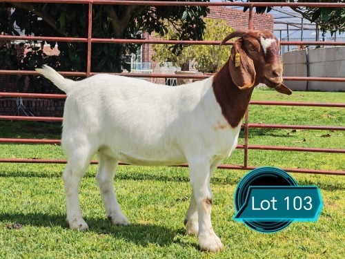 1 X BOER GOAT FLOCK ON TEAT DOE Lukas Burger